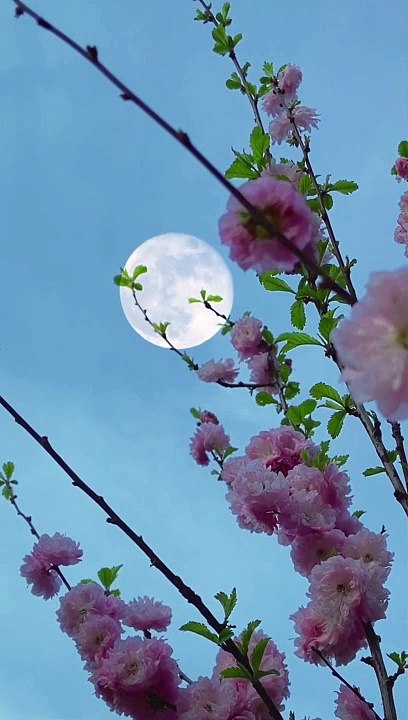 Nature relax