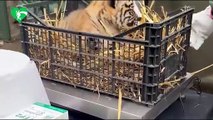 Bioparco, prime cure alla cucciola di Tigre di Sumatra: prende la medicina e fa bleah, poi coccole e carezze