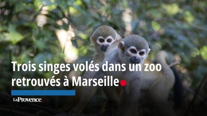 Trois singes volés dans un zoo retrouvés à Marseille