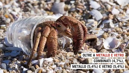 Più plastica che conchiglie: così i paguri sfruttano i rifiuti