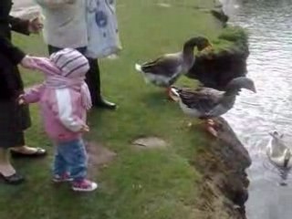Cassie nourrie les canards avec mamie et maman