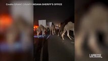 Usa, camion prende fuoco in autostrada: cammelli e zebre in strada