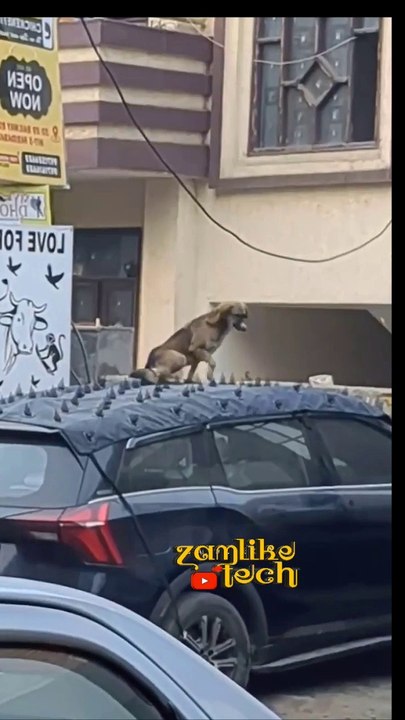#funny #viral #shorts || Dog In Tension