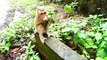 Rockstar and Saro with mom Rozy and Sarika to look for foods from human, Rockstar and Saro are brave (720p_25fps_H264-192kbit_AAC)