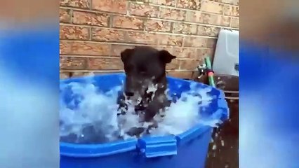 Fun with cats and dogs 2023