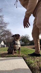 Juvenile plays football with his dog