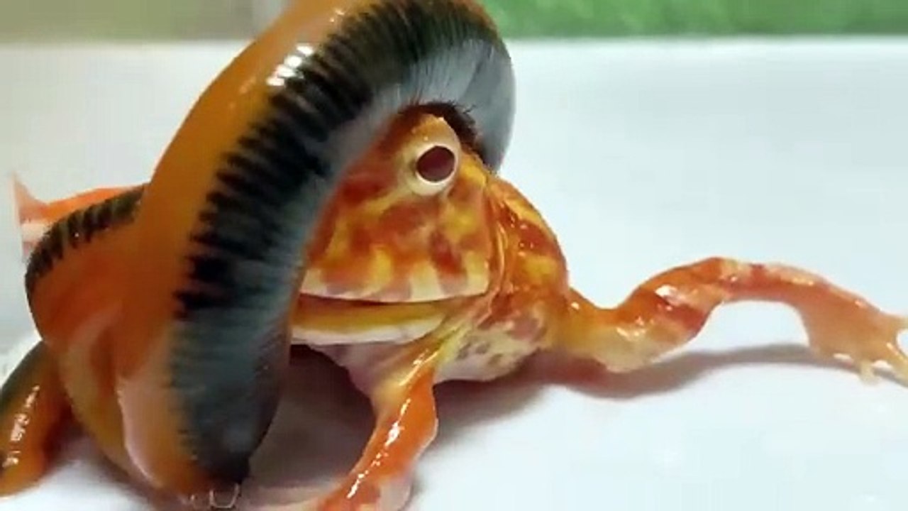 守宮：你特么真虎~ #豹紋守宮 #角蛙   守宮：你特么真虎~ #豹紋守宮 #角蛙   By 魔术师晓东   Facebook