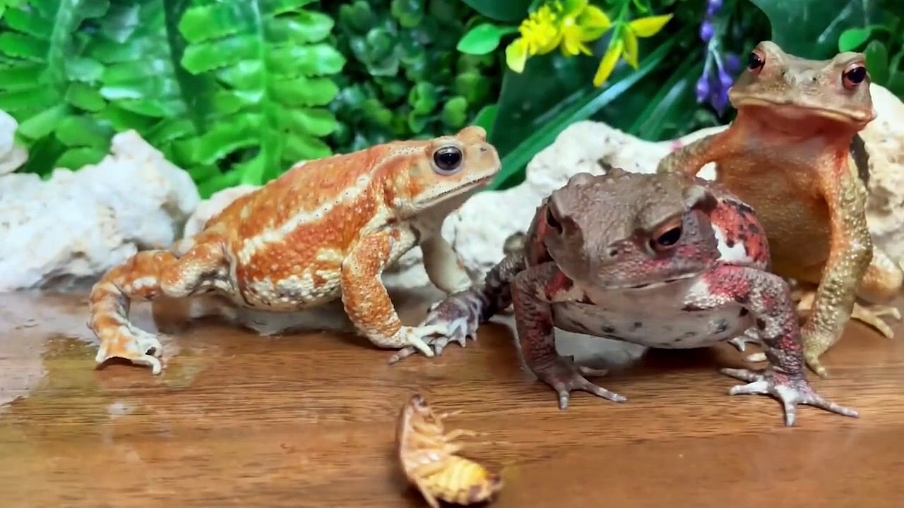 小蟾跟著大蟾混，三天挨九頓打系列 #蟾蜍 #杜比亞   小蟾跟著大蟾混，三天挨九頓打系列 #蟾蜍 #杜比亞   By 魔术师晓东   Facebook