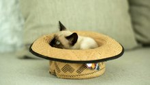 Siamese cat inside a hat A Siamese cat is inside a straw hat