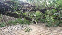 Galho de árvore cai sobre residência no Morumbi e Bombeiros são acionados