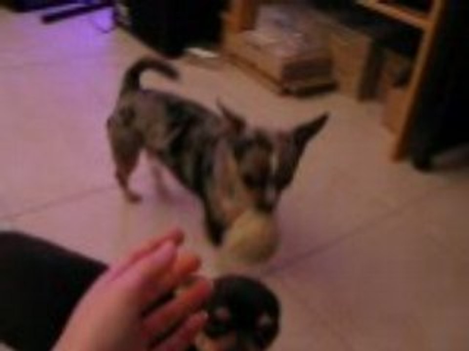 CHIHUAHUA BUBBA RAPPORTE BALLE