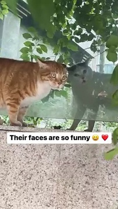 Drôle chat mignon