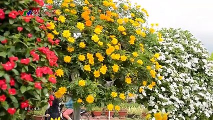 แวดวงทีวีเวียดนาม (ช่อง VTV Cần Thơ) (3 กุมภาพันธ์ 2024) (05.15 น.)