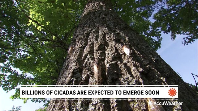 Billions of cicadas are expected to emerge this spring