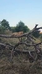 Brute Strength The Maxim’s Male Hoists His Impala Kill Before A Hyena Could Steal It