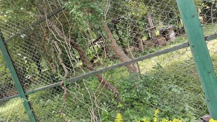 jaipur joo loin video