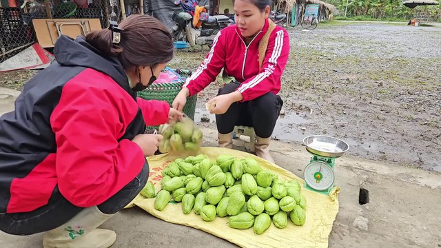 Country life, Cucumbers are delicious fruits with very good profits