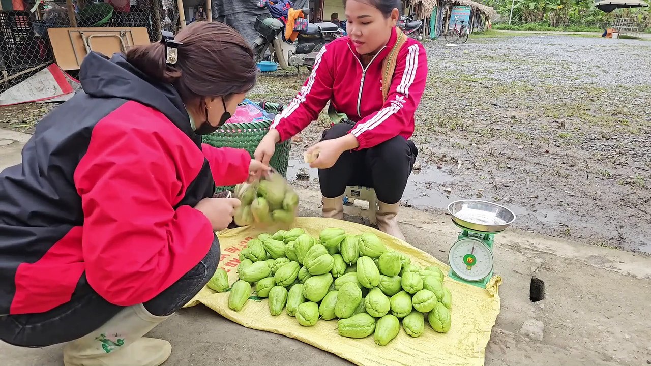 Country life, Cucumbers are delicious fruits with very good profits