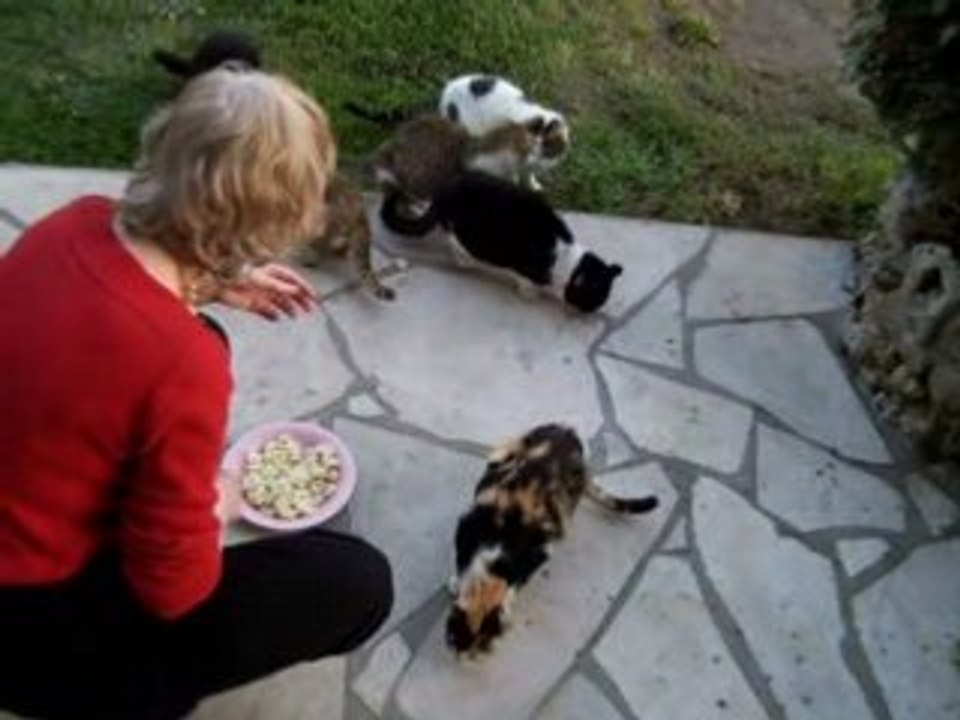 Kitty et les chats 1