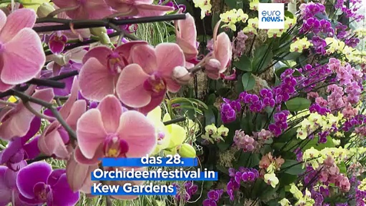London: Kew Gardens feiern Orchideen aus Madagaskar