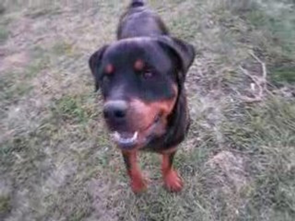 4 rototos qui s'aiment!