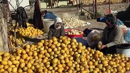 Meyvesi yüz güldürmedi kabuğu altın oldu