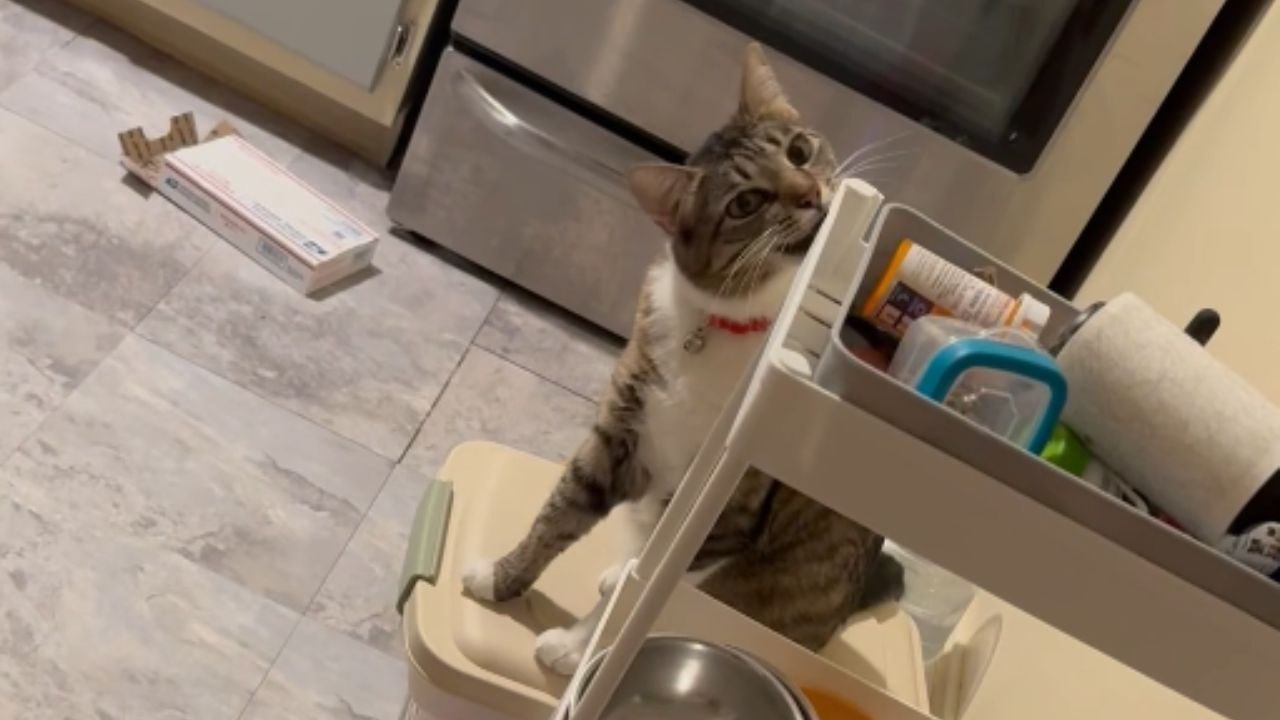 Weird cat acts like a totally insane psychopath *Hilarious Cat Antics*