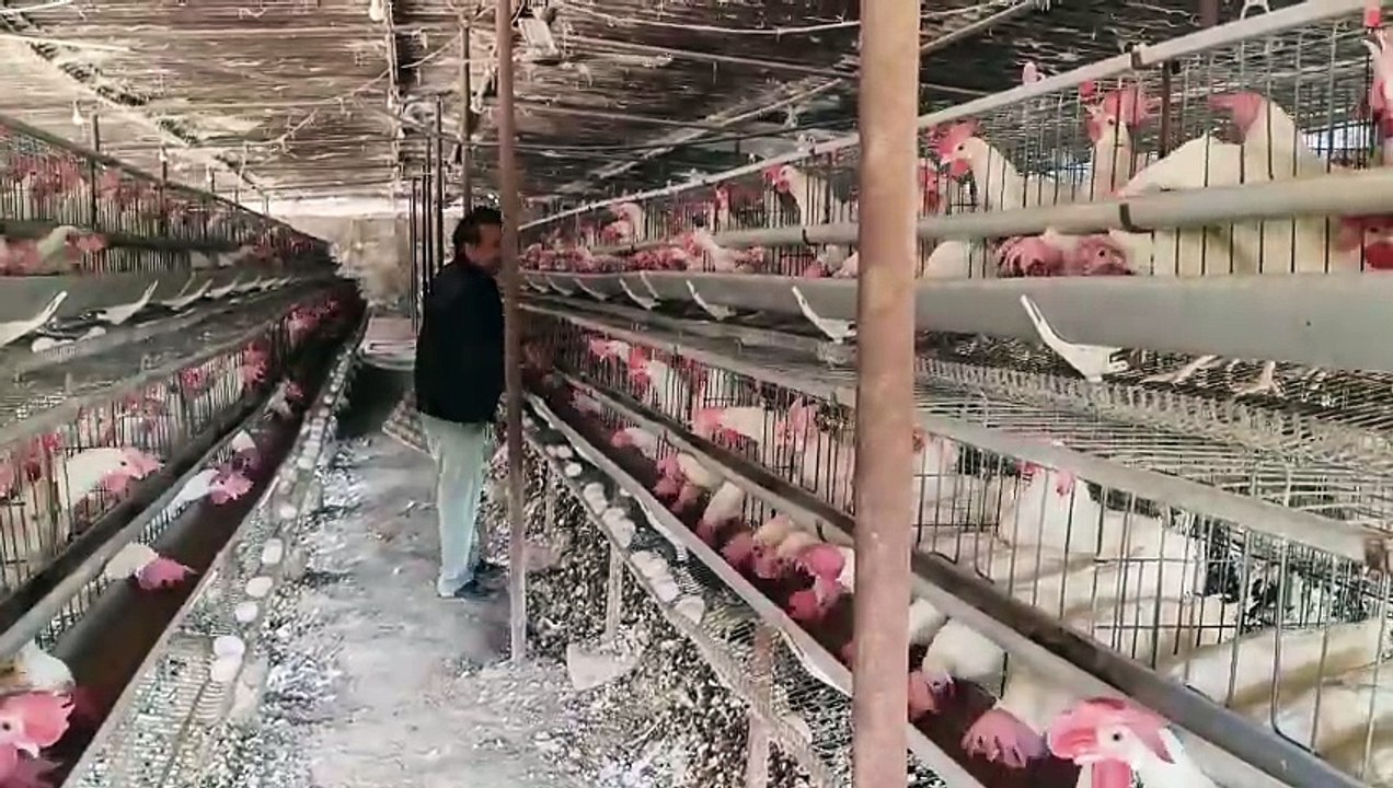 पिनान के नत्थू सिंह से जानिए...मुर्गी पालन में...