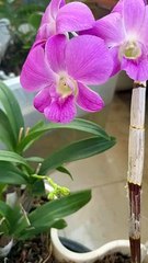 It’s unbelievable that it’s so pretty