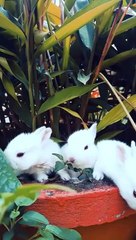 Beautiful Three Rabbit Brother having lunch.