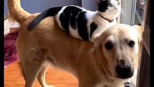 Fanny dog and cats adorable