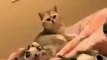 cute cat playing with toy | cat plays with soft toy cat| cute cat