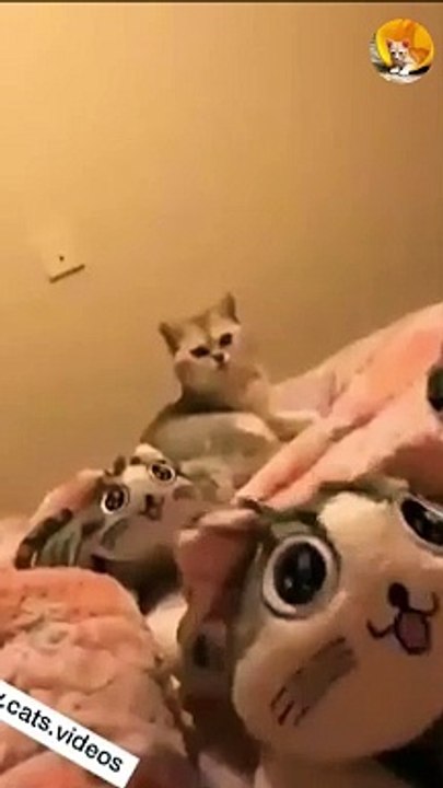 cute cat playing with toy | cat plays with soft toy cat| cute cat