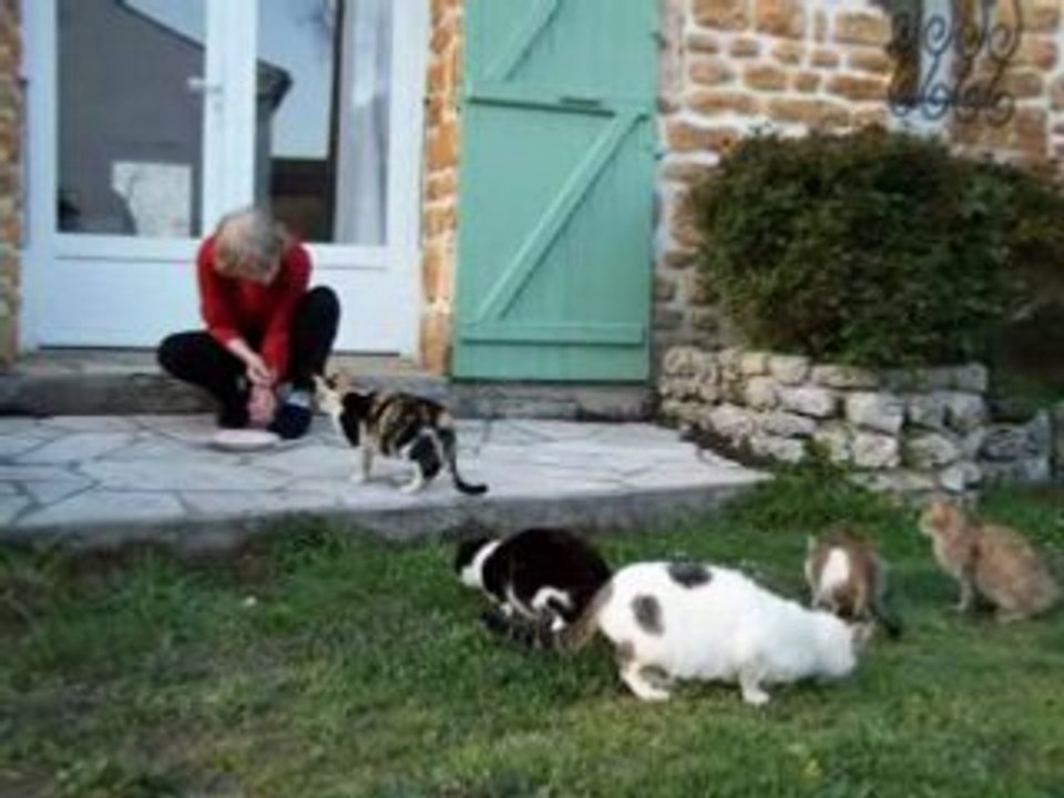 100_1853 Kitty et les chats2