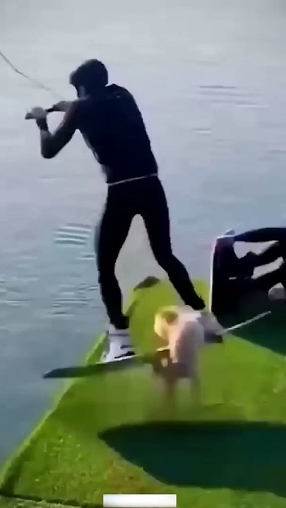 Funny Animal Videos Of The Day