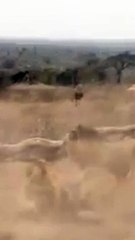 5 Lions Ambush One Hyena