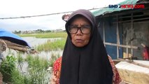 Akibat Hujan Deras, 10 Hektar Sawah di Jakarta Utara Terendam Banjir