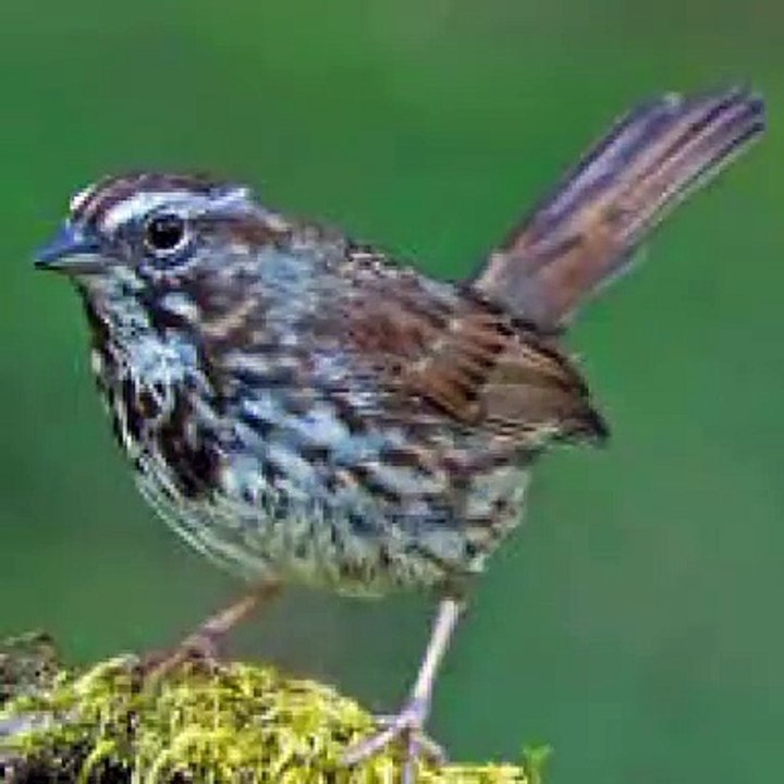 Song Sparrow