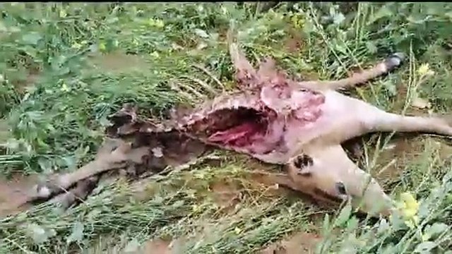ततारपुर के जंगल में भूखे बाघ ने किया शिकार... देखें वीडियो .....