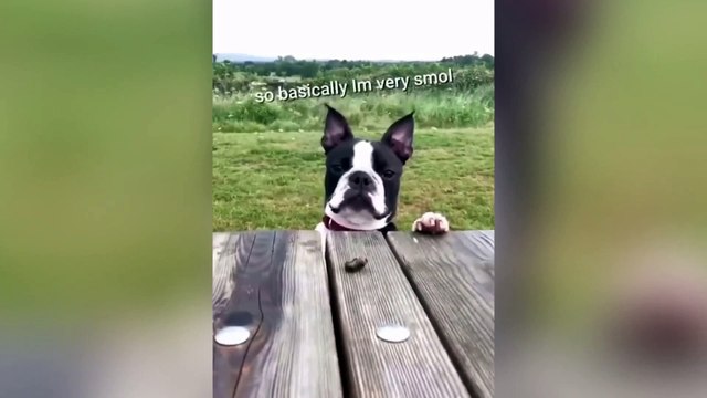 Ultimate Try Not to Laugh Challenge: Hilarious Dogs Edition! _______________________Tags__________________________ #funnyanimals #animals #funny #cuteanimals #funnyvideos #cute #funnymemes #animal #memes #funnydogs #cats #pets #funnycats #wildlife #