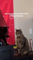 Vídeo: Gatinho quebra a "quarta parede" e diverte web