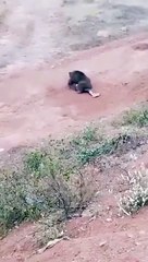 Osos ataca a una persona