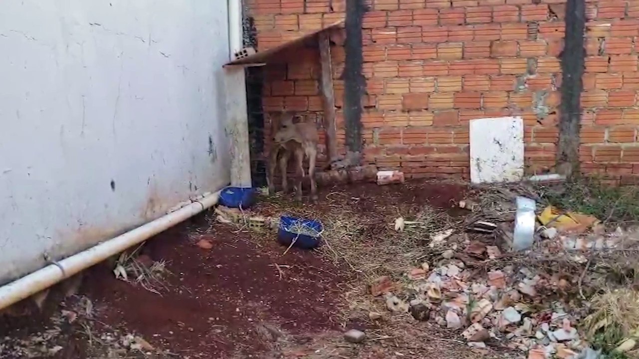Bezerro amarrado em terreno baldio revolta moradores da região do Novo Milênio
