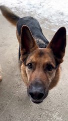 Colliding Dogs Explode Garbage Bag