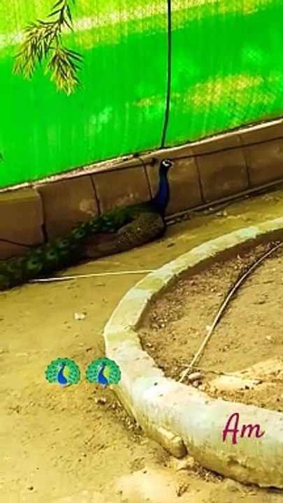 #decent #shortsyoutube #shorts #peacock
