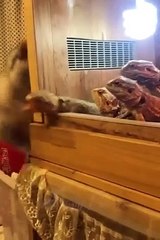 Funny animals - Funny cats and dogs - Funny animal videos 2023--(360P)