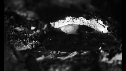 Las simples cosas | movie | 2024 | Official Trailer