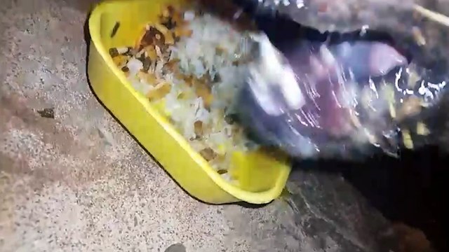 Internauta pede ajuda para resgate de cãozinho de rua que está com a boca cheia de espinhos