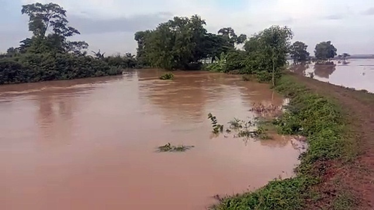 Air Sungai Congger Membanjiri Sawah di Desa Kedayakan