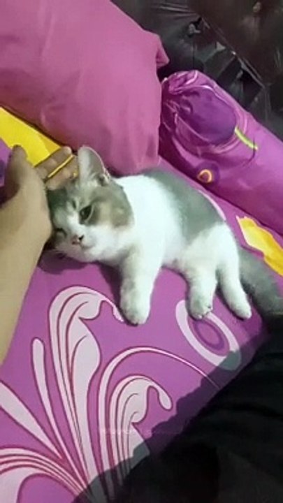 Kucing Lucu
